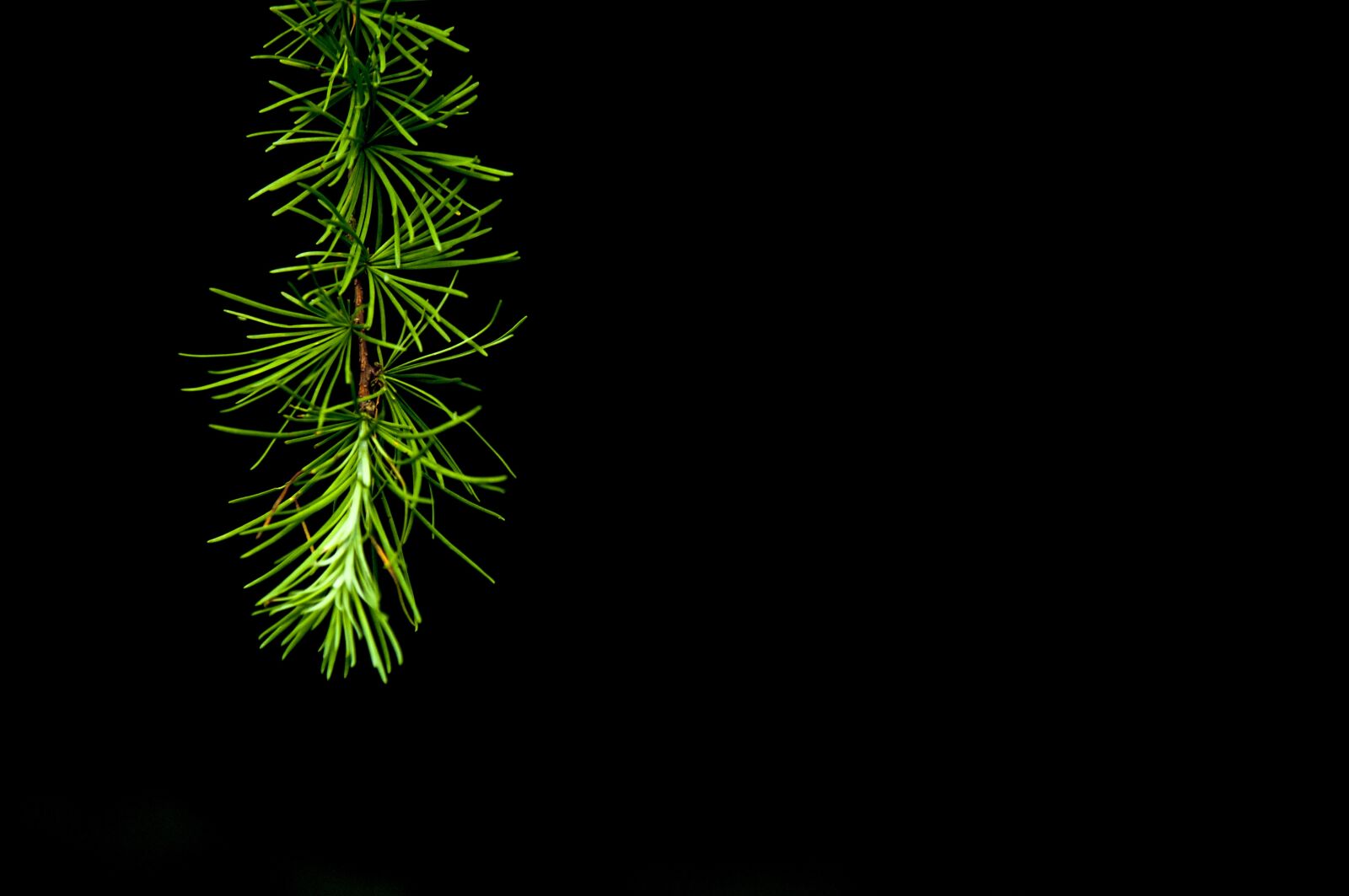 Nikon D2X sample photo. Tree, night, light photography