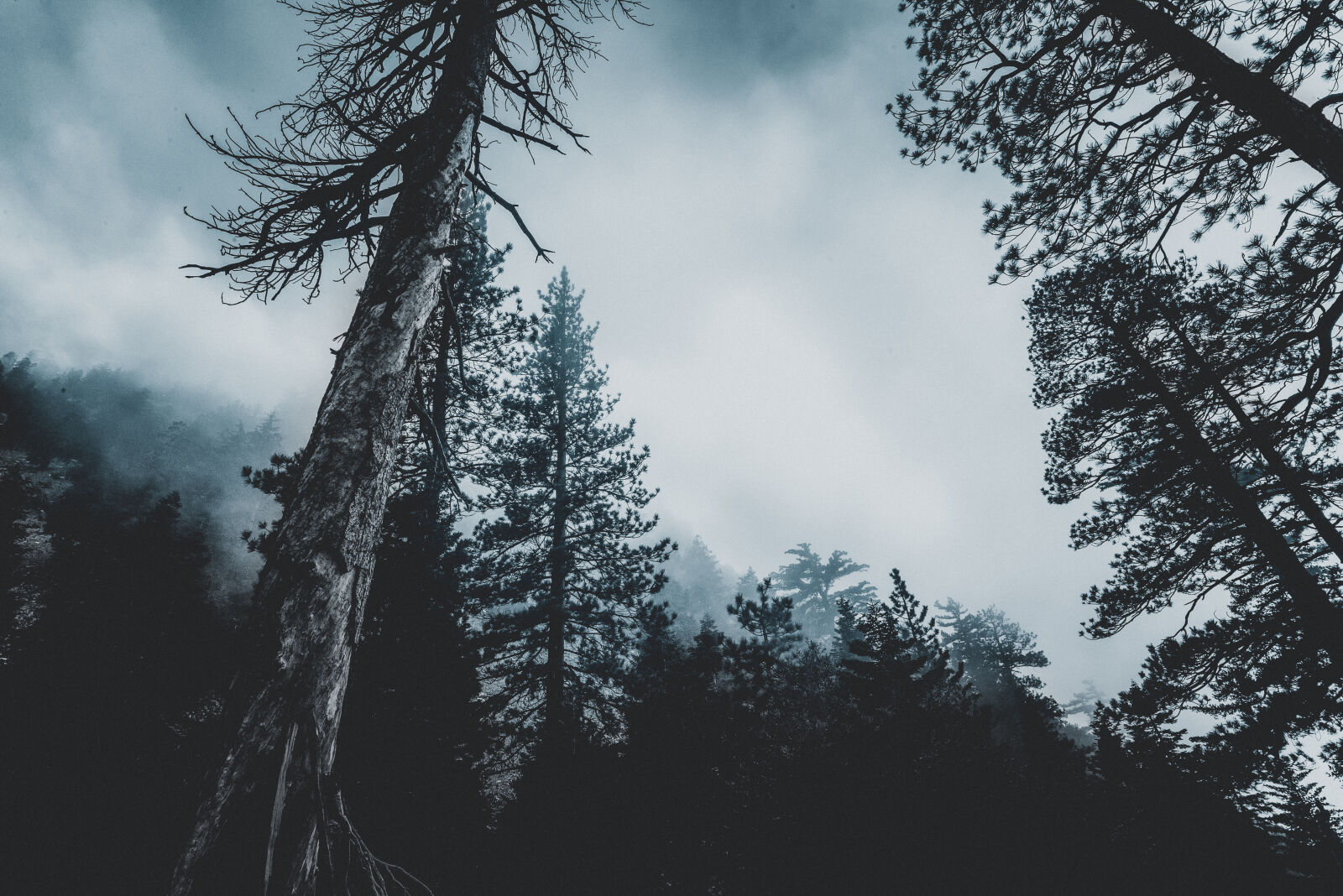 Nikon D610 sample photo. Conifer, evergreen, fir, trees photography