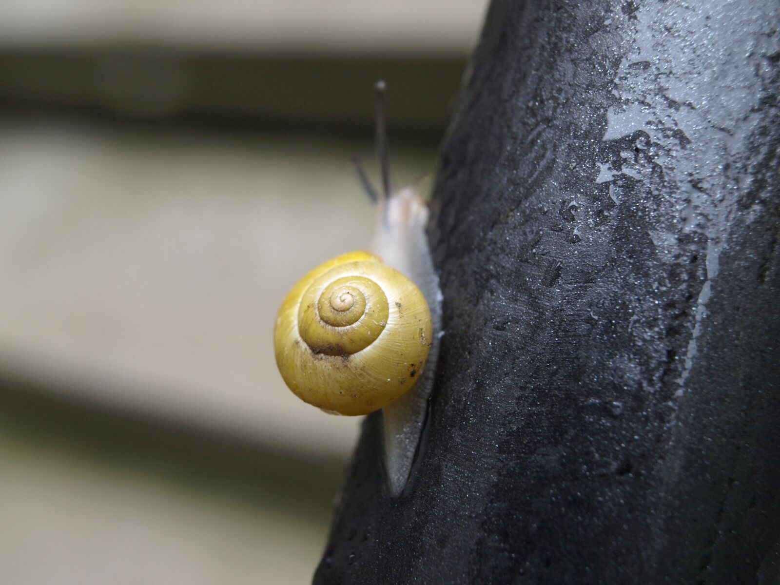 Olympus E-510 (EVOLT E-510) sample photo. Snail, mollusk, shell photography