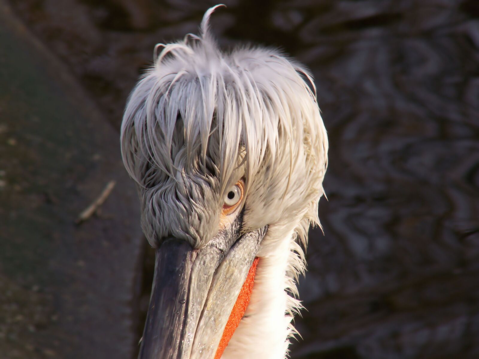 KONICA MINOLTA DiMAGE Z6 sample photo. Pelican, dalmatian pelican, animals photography