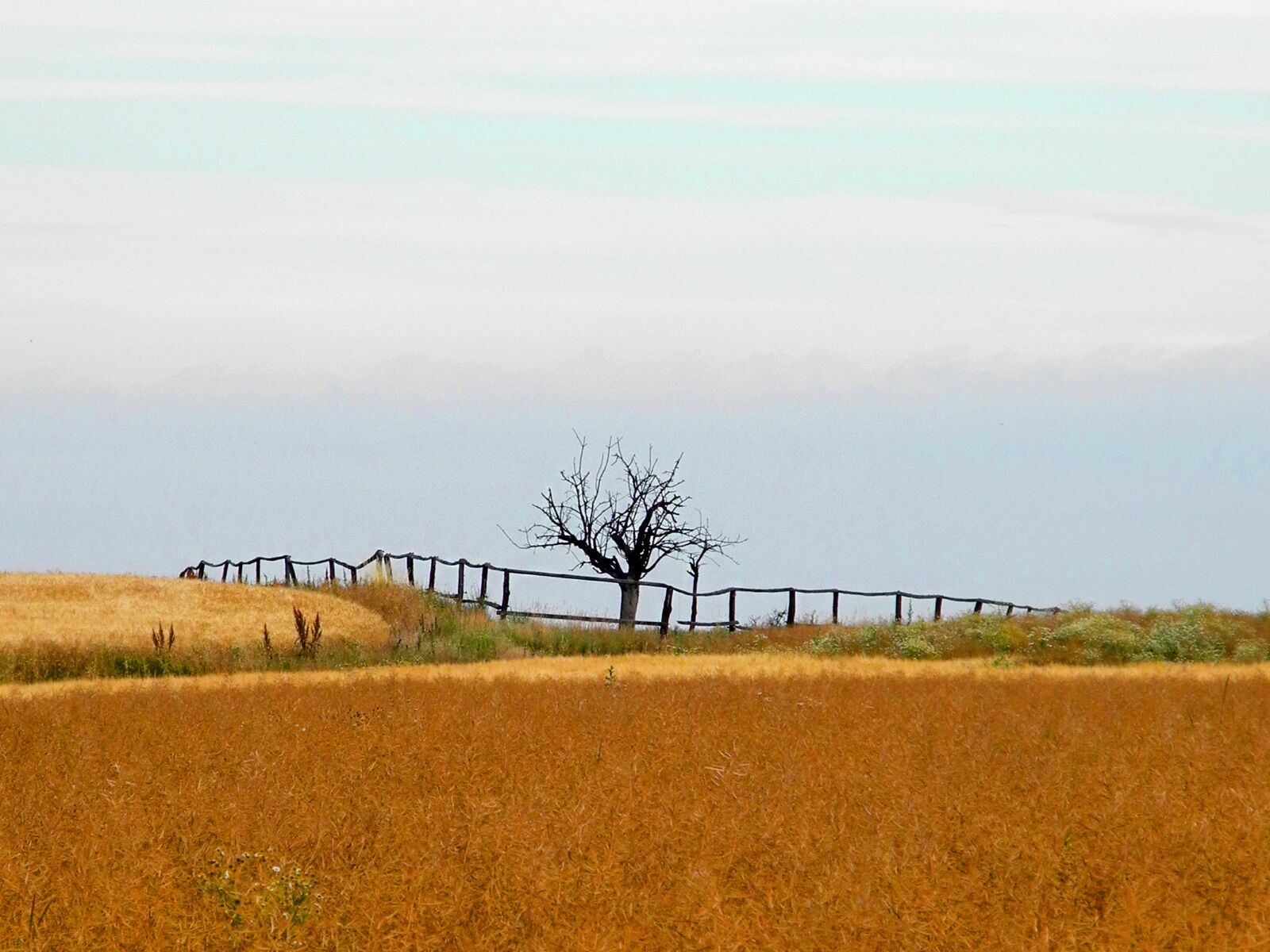 Nikon Coolpix P7000 sample photo. Landscape, pen, tree photography