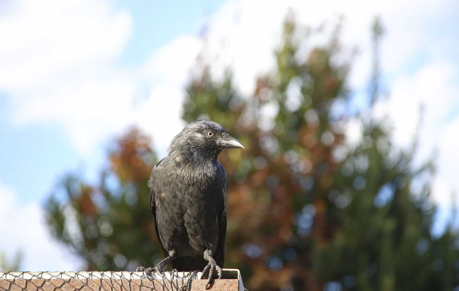 Canon EOS 5D Mark III sample photo. Bird, pen, ornithology photography