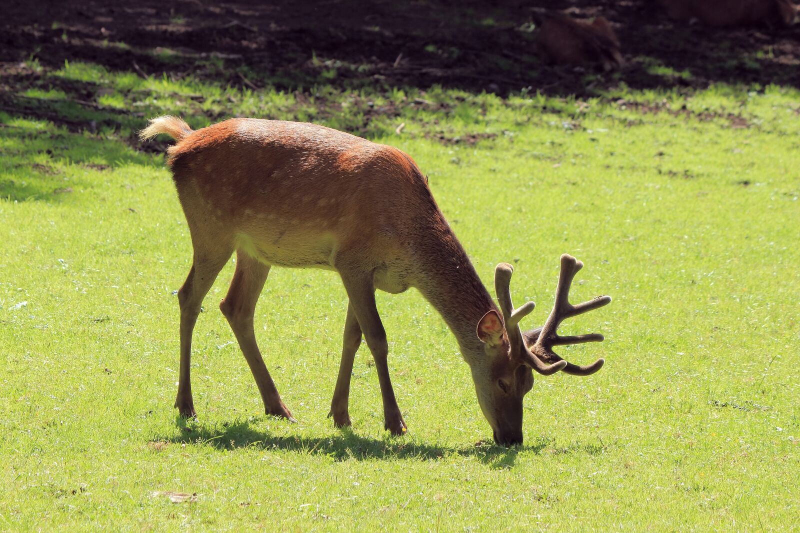 Canon EOS 700D (EOS Rebel T5i / EOS Kiss X7i) sample photo. Hirsch, red deer, wild photography