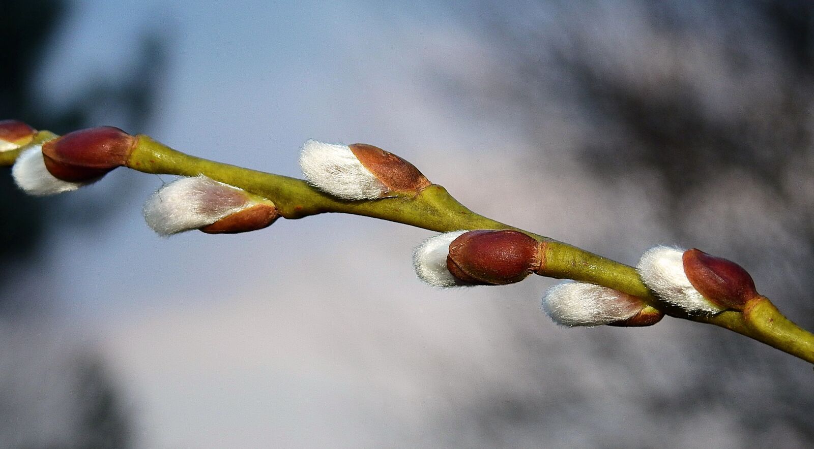 Nikon Coolpix P900 sample photo. The basis of, sprig photography