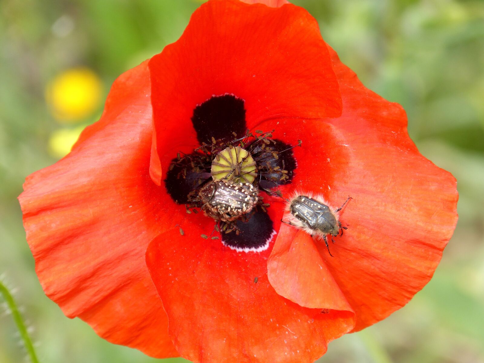 Panasonic DMC-FZ62 sample photo. Flower, poppy, ababol photography
