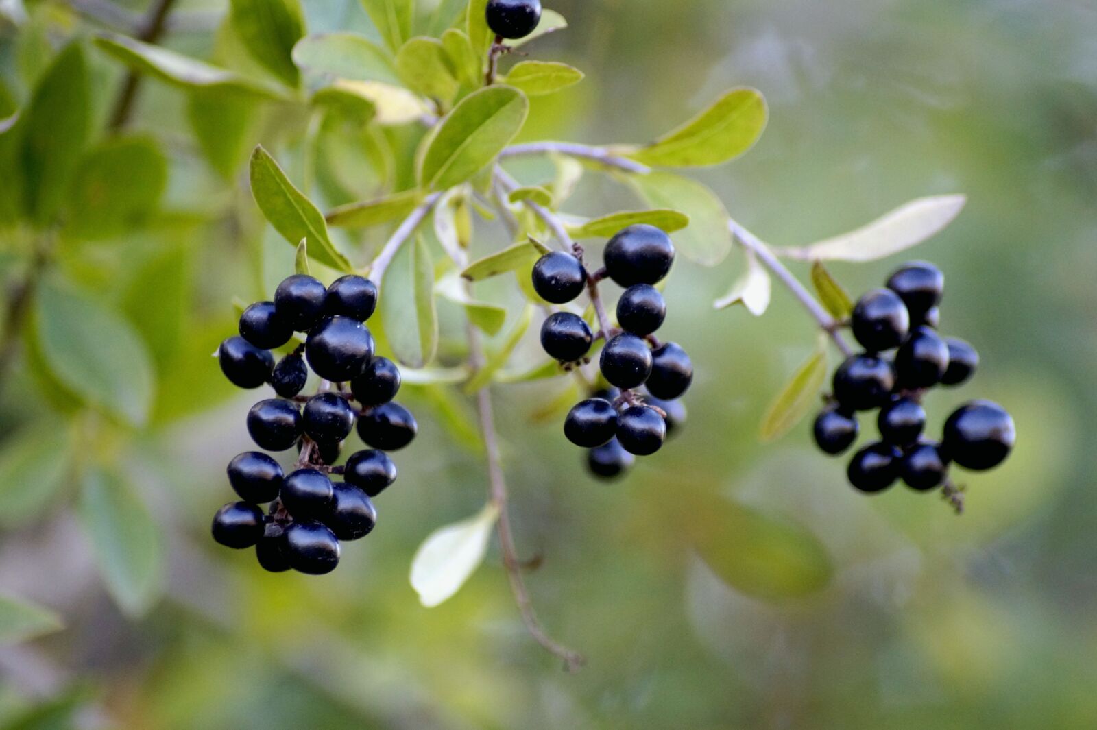 Sony SLT-A58 sample photo. Berries, fruit, tree photography
