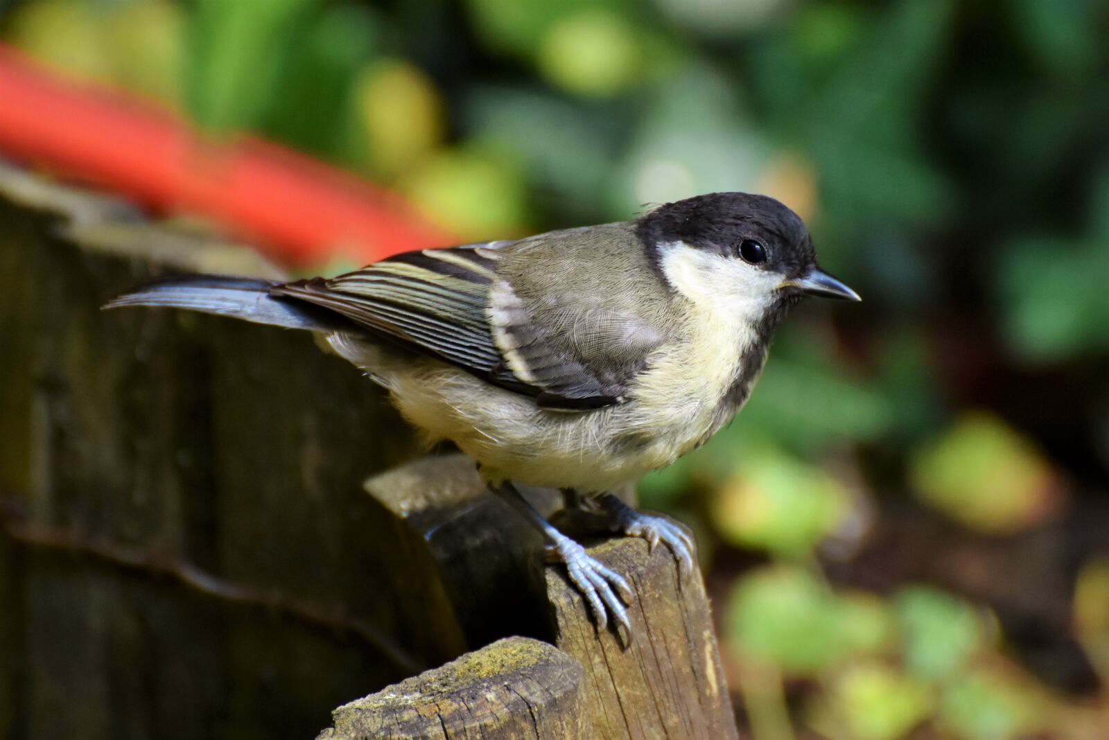 Nikon D7200 sample photo. Tit, songbird, small bird photography
