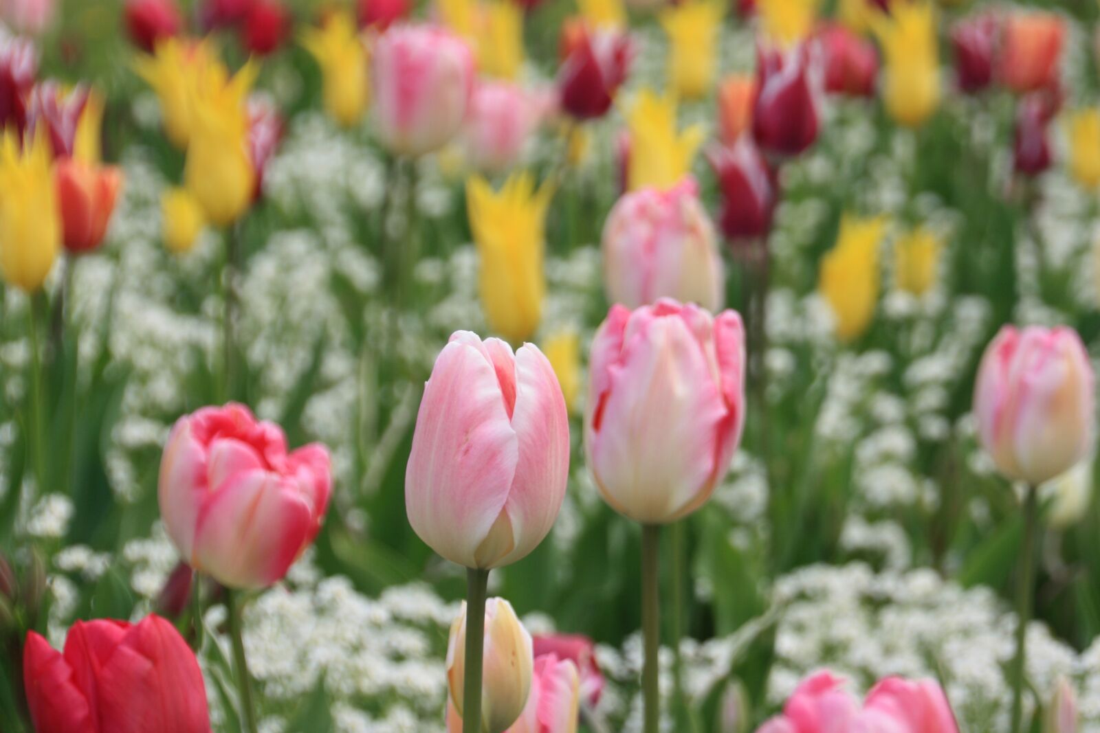 Canon EOS 1000D (EOS Digital Rebel XS / EOS Kiss F) sample photo. Tulip, flower, meadow photography