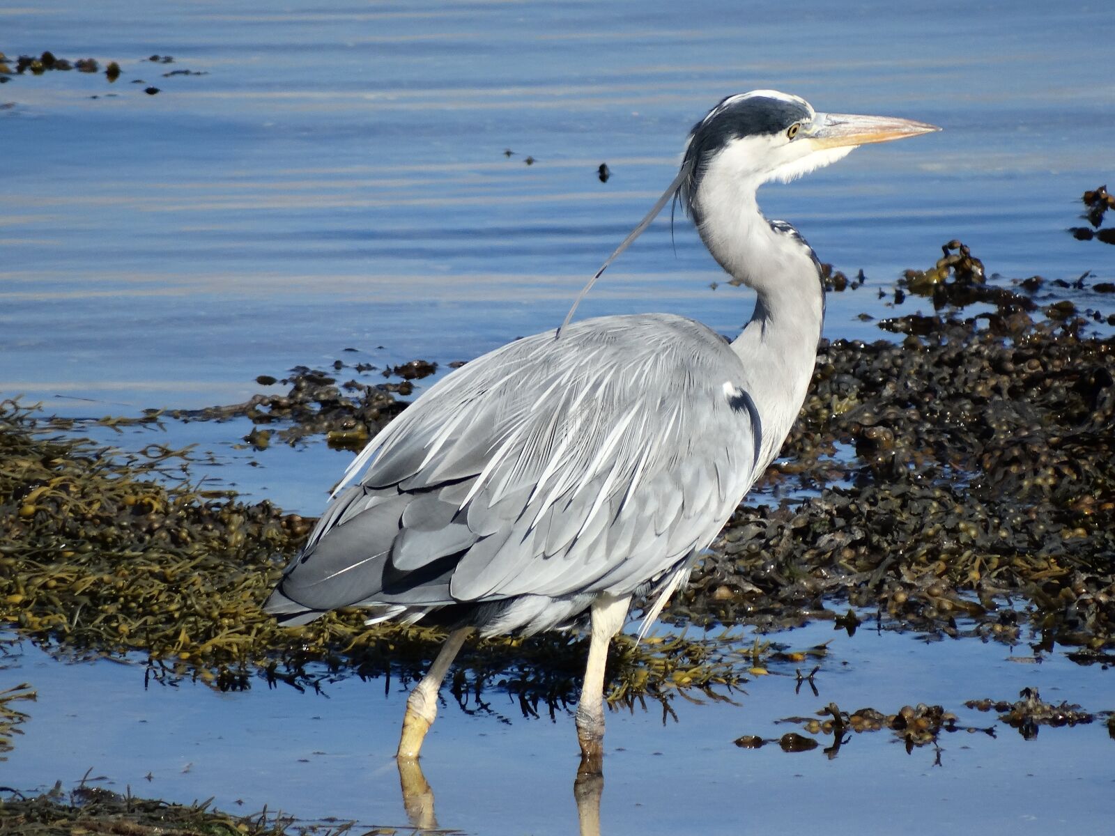 Sony Cyber-shot DSC-HX300 sample photo. Heron, loch fleet, sutherland photography