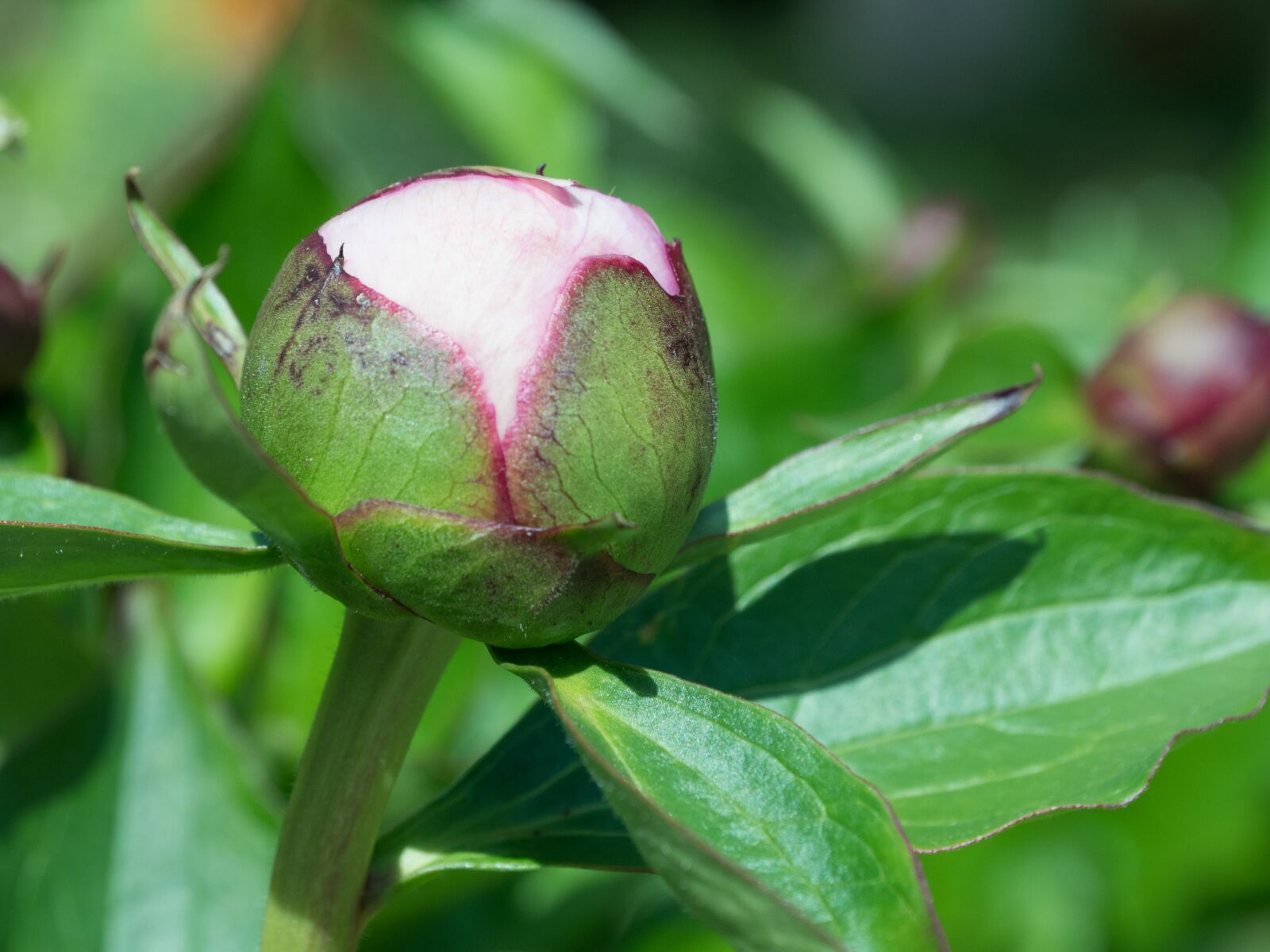 LEICA DG 12-60/F2.8-4.0 sample photo. Button, petals, green photography