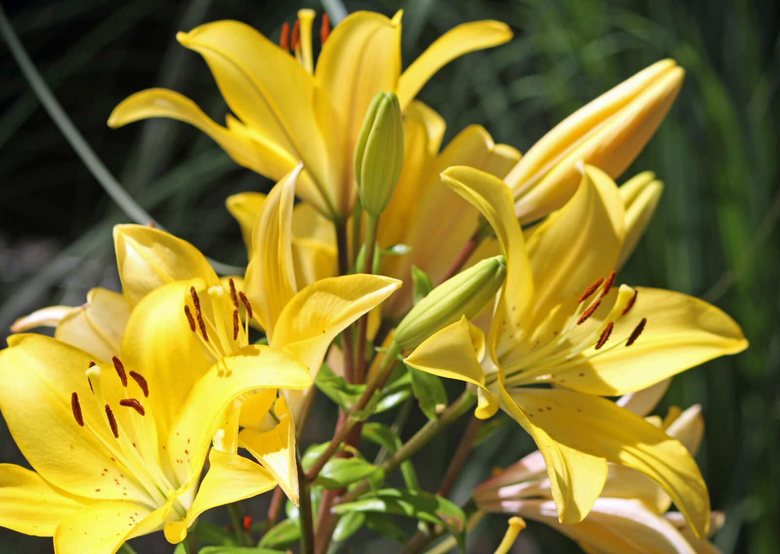 Canon EOS 7D sample photo. Flower, yellow, yellow flowers photography