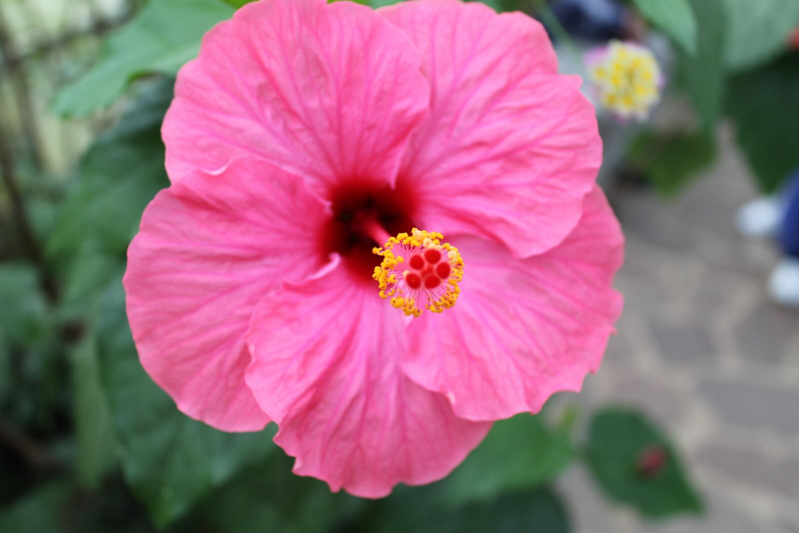 Canon EOS 1100D (EOS Rebel T3 / EOS Kiss X50) sample photo. Hibiscus flower, hibiscus, blossom photography