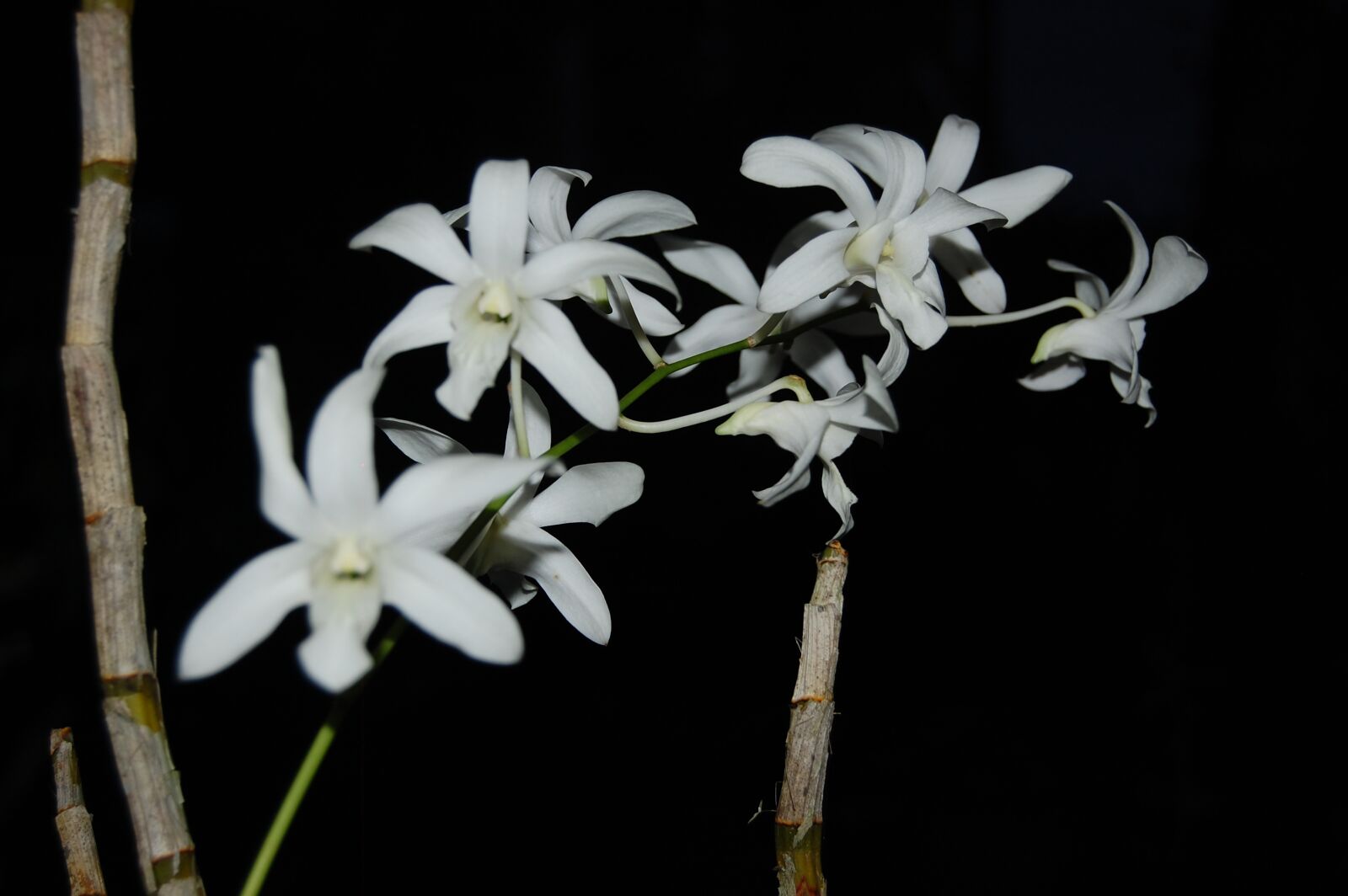 Nikon D40 sample photo. Flowers, nature, rose photography
