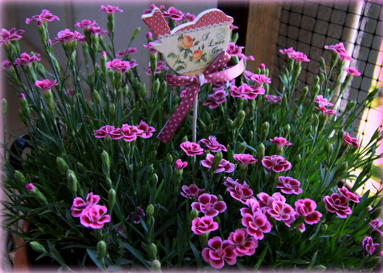 Canon EOS 50D sample photo. Flowers, decoration, plant photography