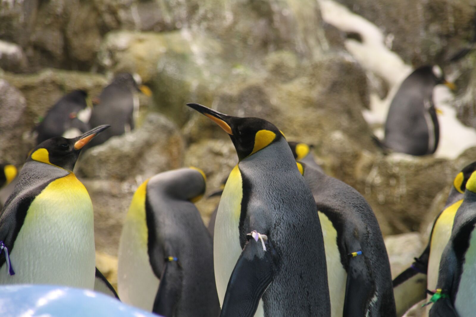 Canon EOS 500D (EOS Rebel T1i / EOS Kiss X3) sample photo. Penguin, group, animal photography