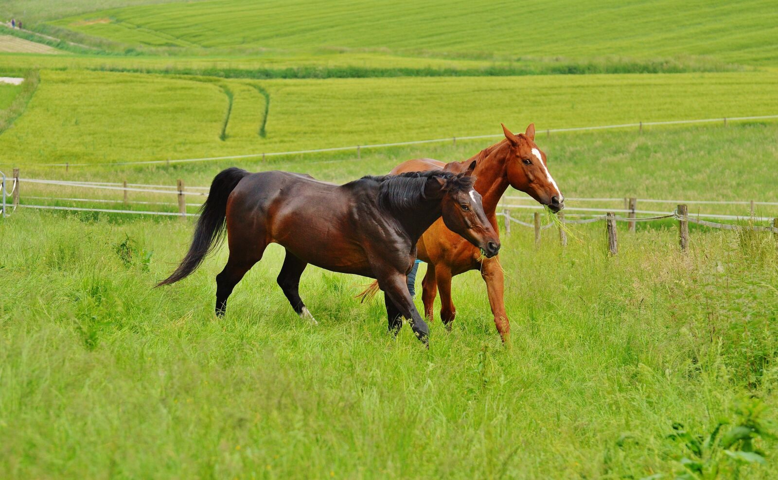 Nikon D3200 sample photo. Horses, for two, coupling photography