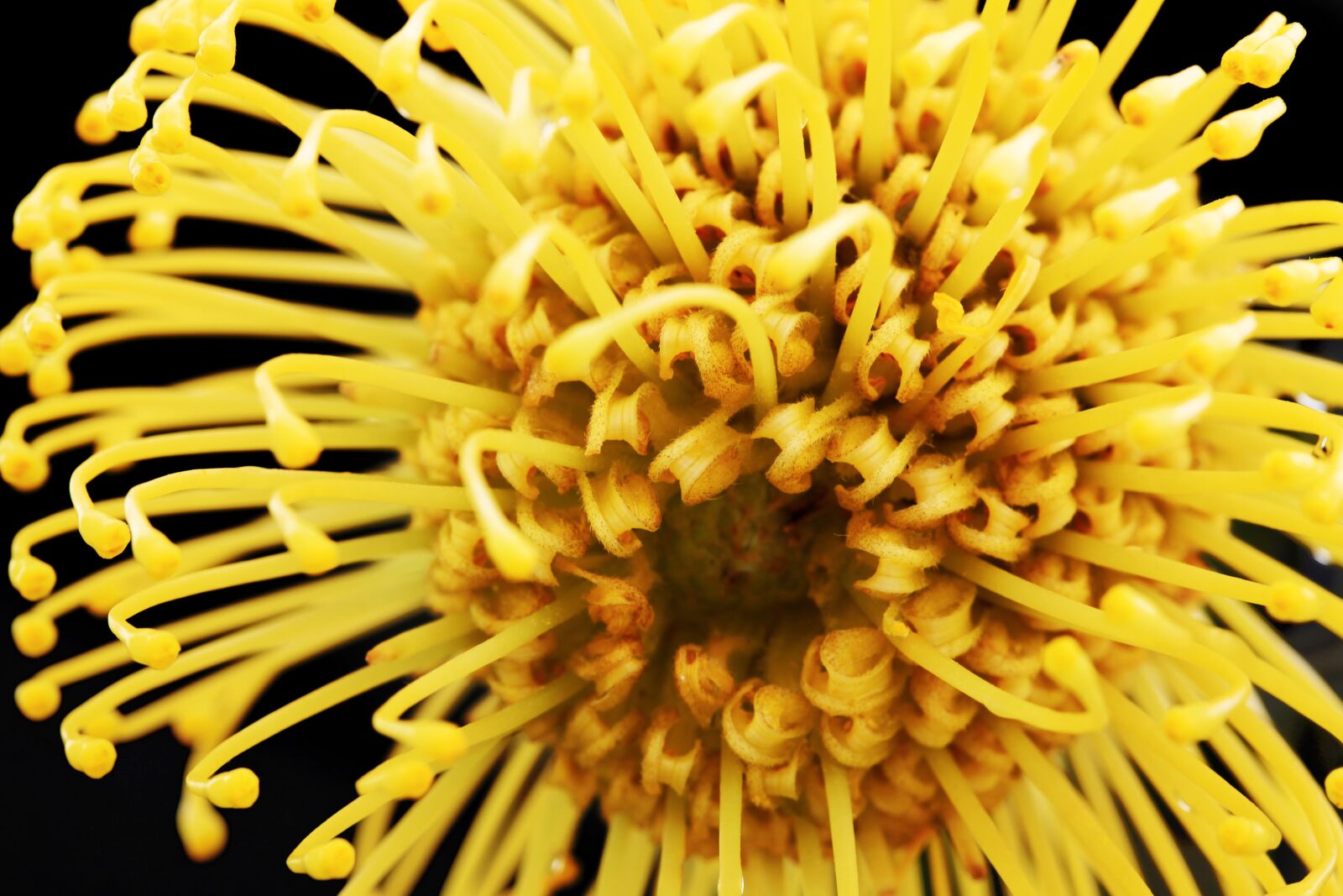 Canon EOS 5D Mark II sample photo. Pincushion, protea, africa photography