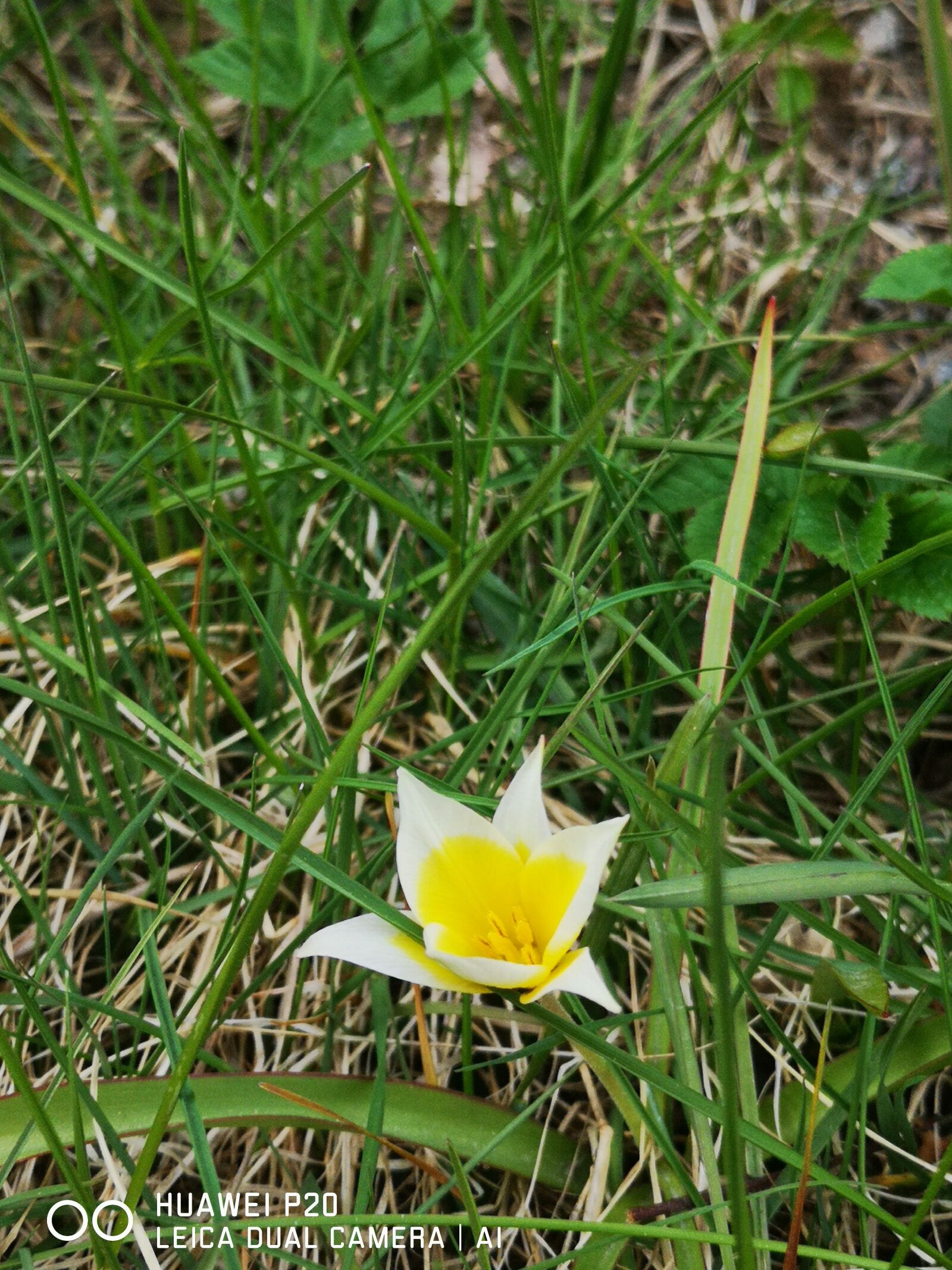HUAWEI P20 sample photo. Spring flowers, spring, flower photography