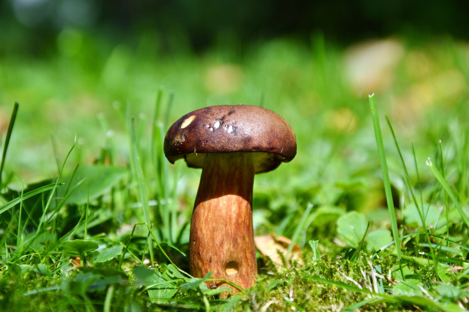 Nikon D3200 sample photo. Cep, mushroom, tube mushroom photography