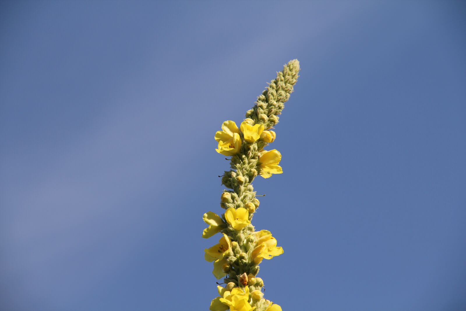 Canon EOS 550D (EOS Rebel T2i / EOS Kiss X4) sample photo. Mullein, sky, blue photography