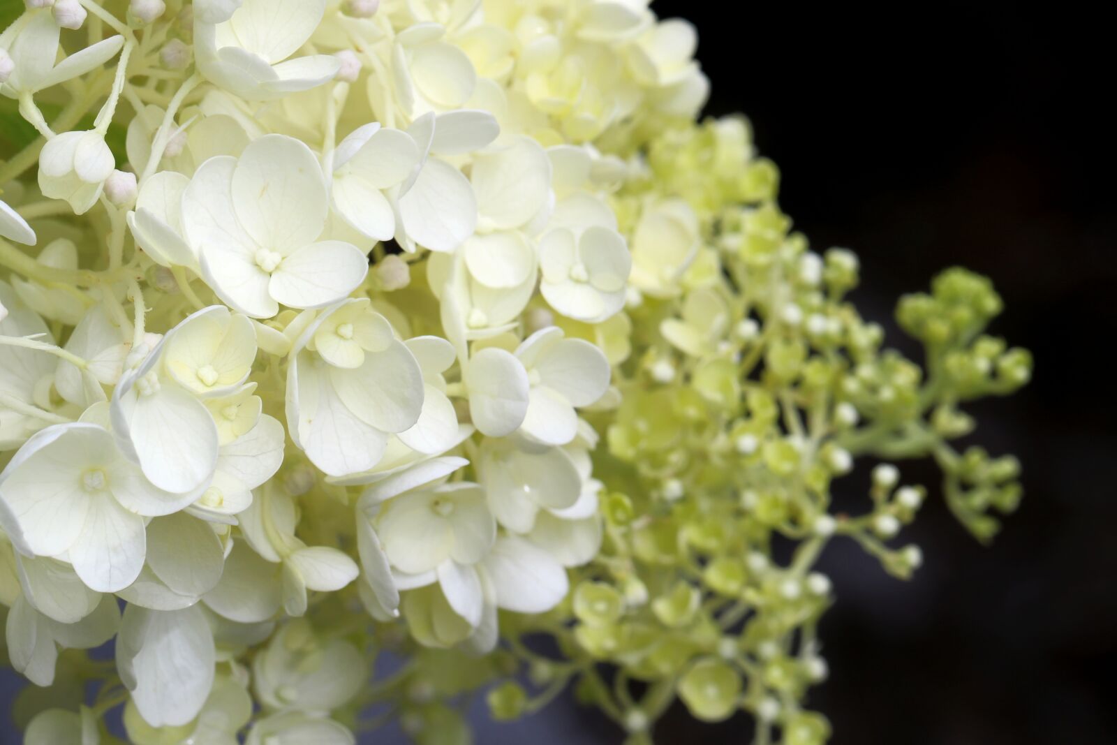 Canon EOS 7D Mark II sample photo. Hydrangea, plants, nature photography