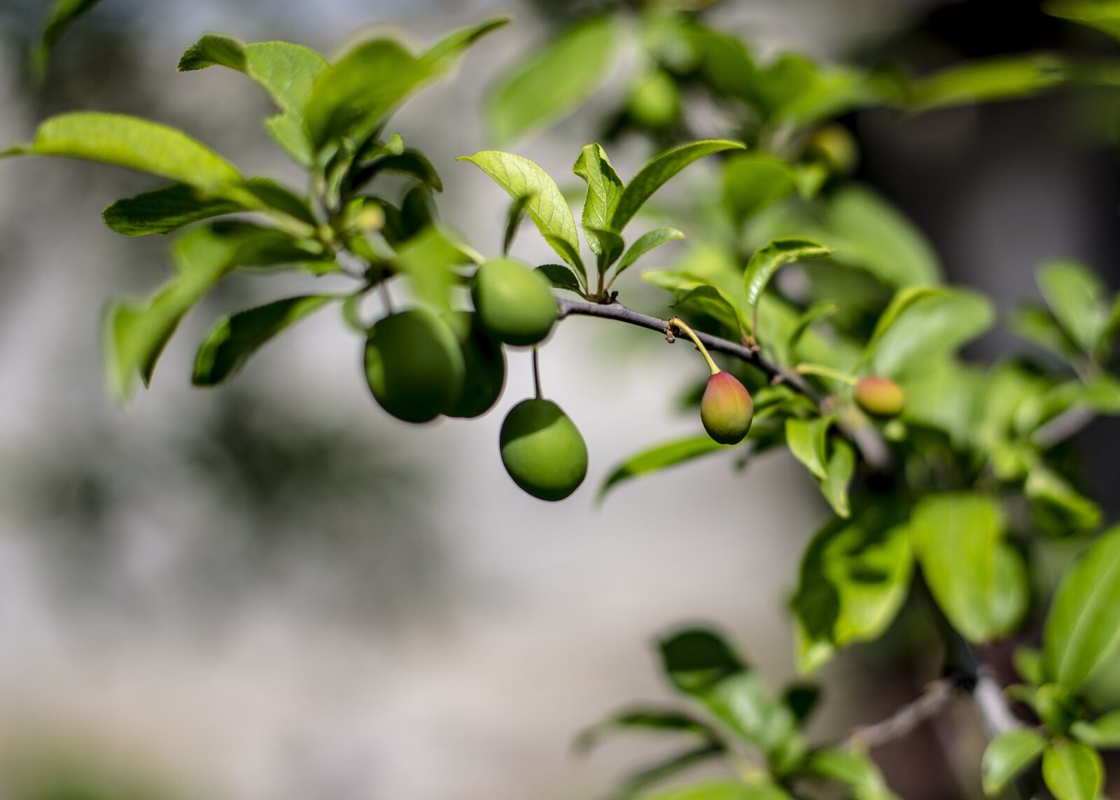Canon EOS 6D + Canon EF 50mm F1.4 USM sample photo. Spring, fruit, plum photography
