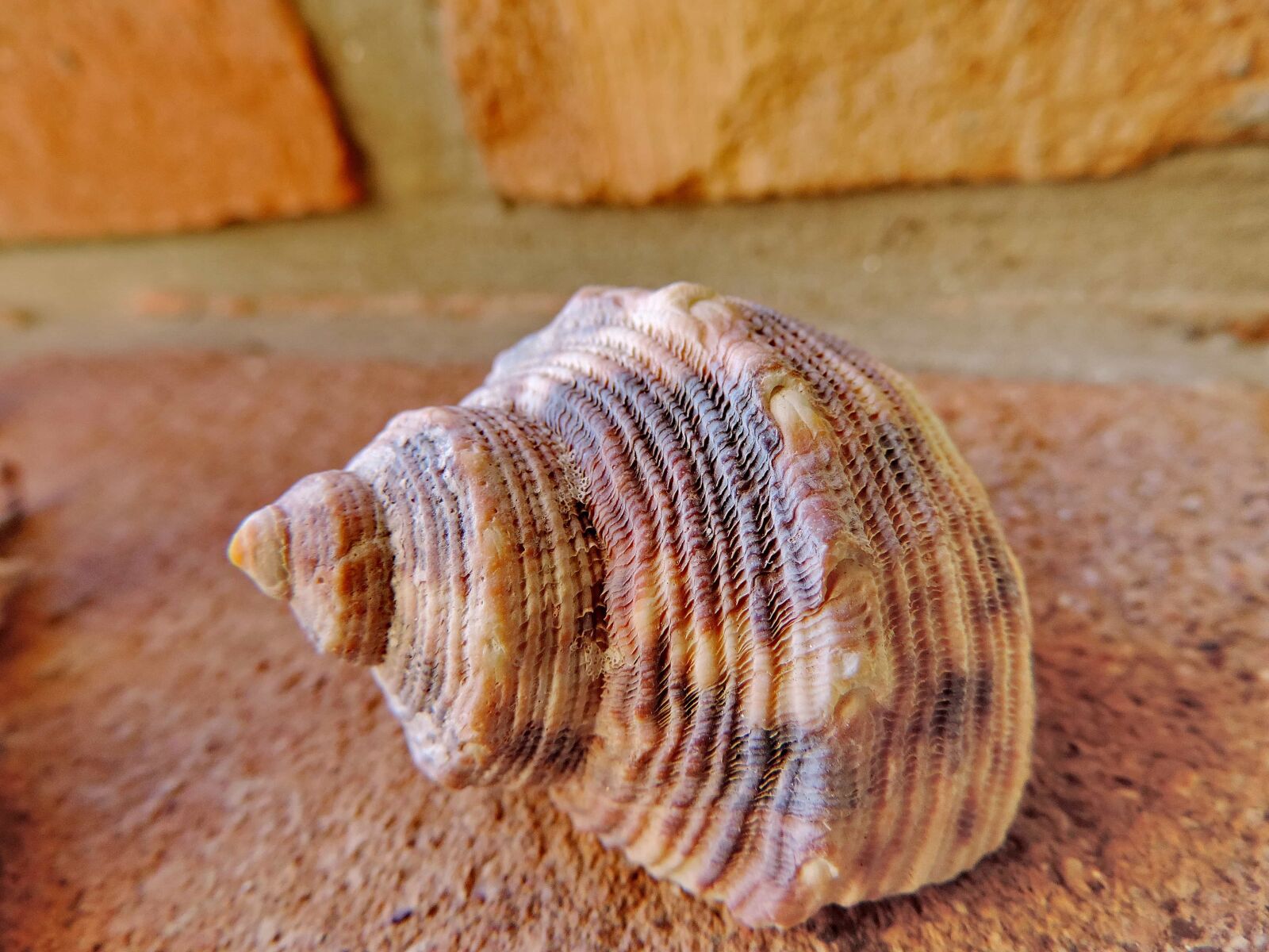 Nikon Coolpix P520 sample photo. Colorful, detail, seashell, conch photography