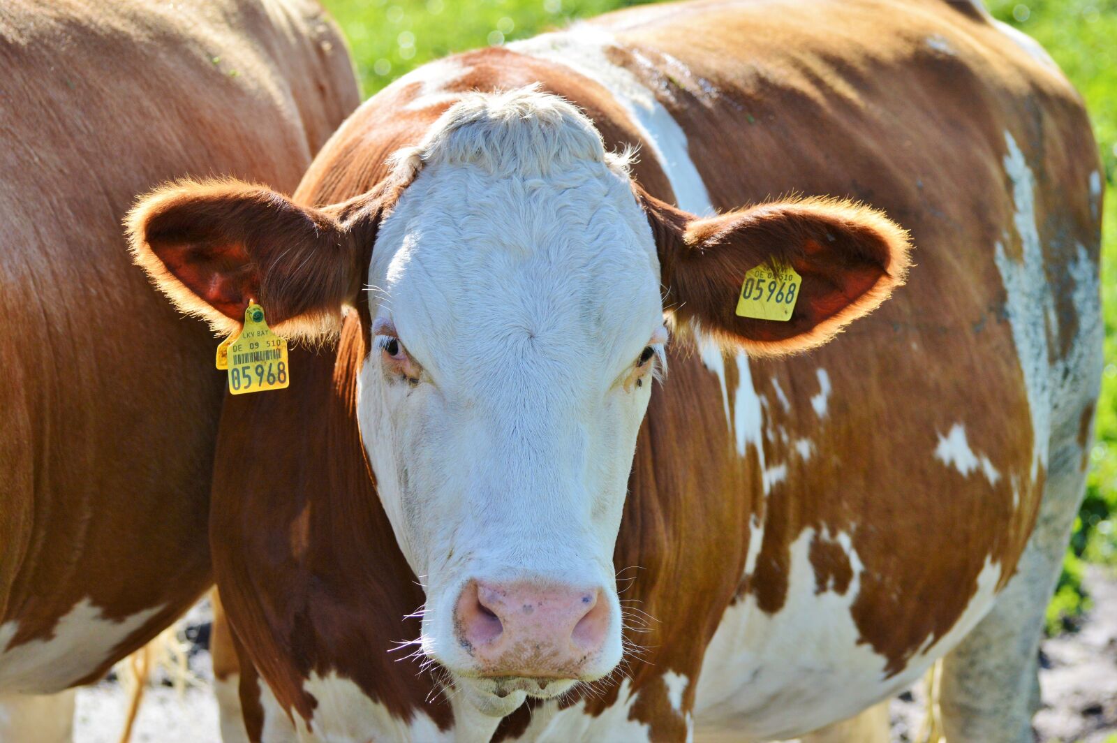 Nikon D3200 sample photo. Cow, beef, ruminant photography