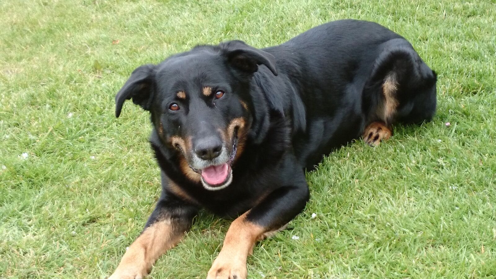 Sony Xperia Z1 sample photo. Samson, dog, black photography