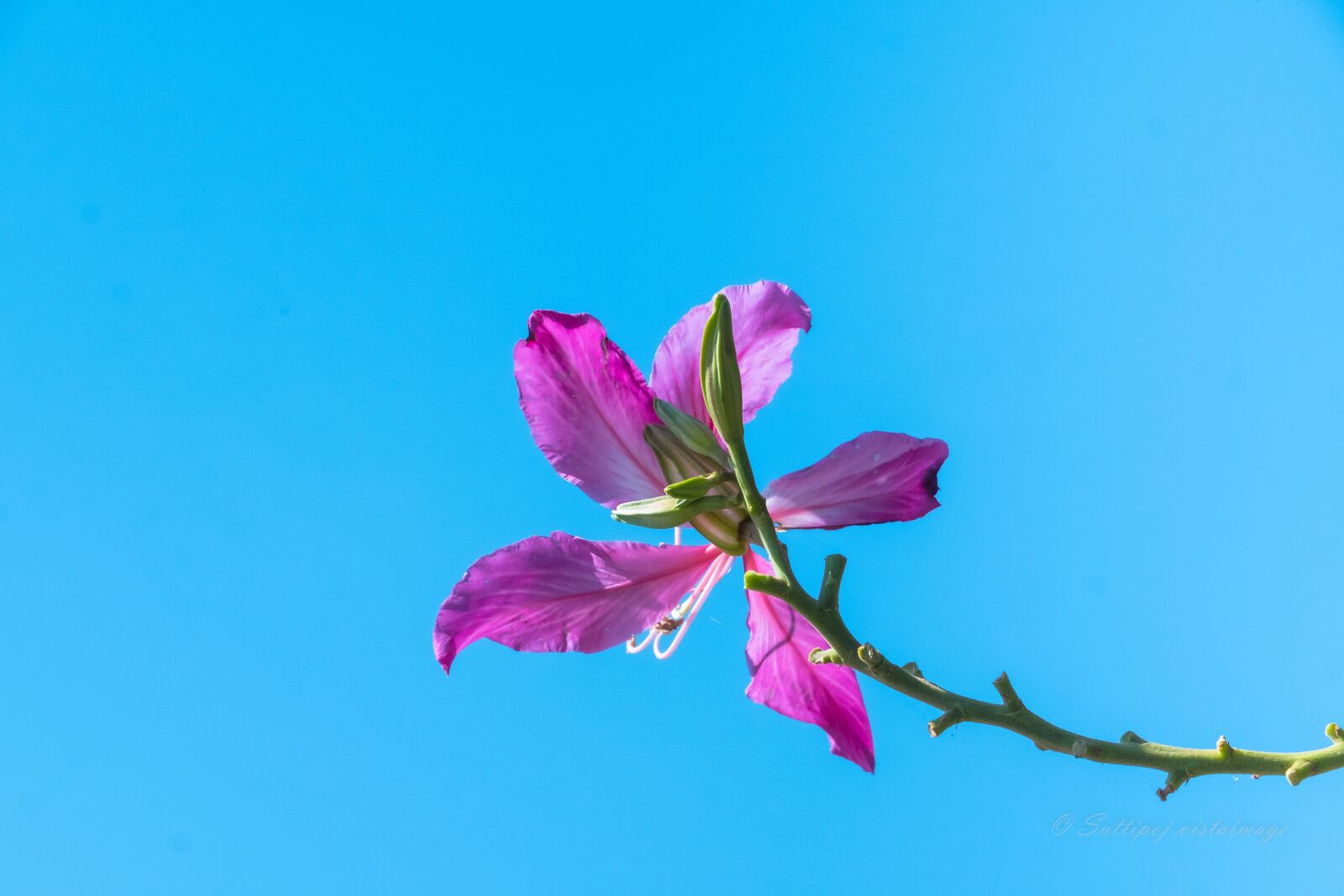 Fujifilm XF 50-140mm F2.8 R LM OIS WR sample photo. Flower, blue sky, nature photography