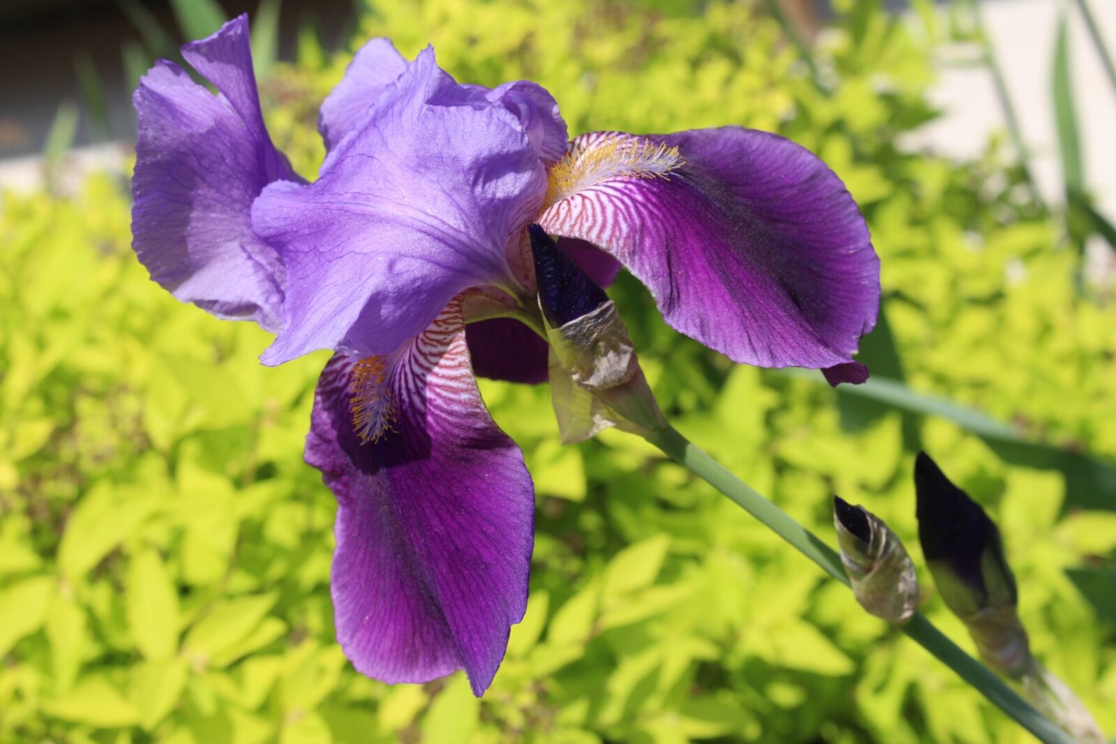Canon EOS 700D (EOS Rebel T5i / EOS Kiss X7i) sample photo. Flora, plant, iris photography