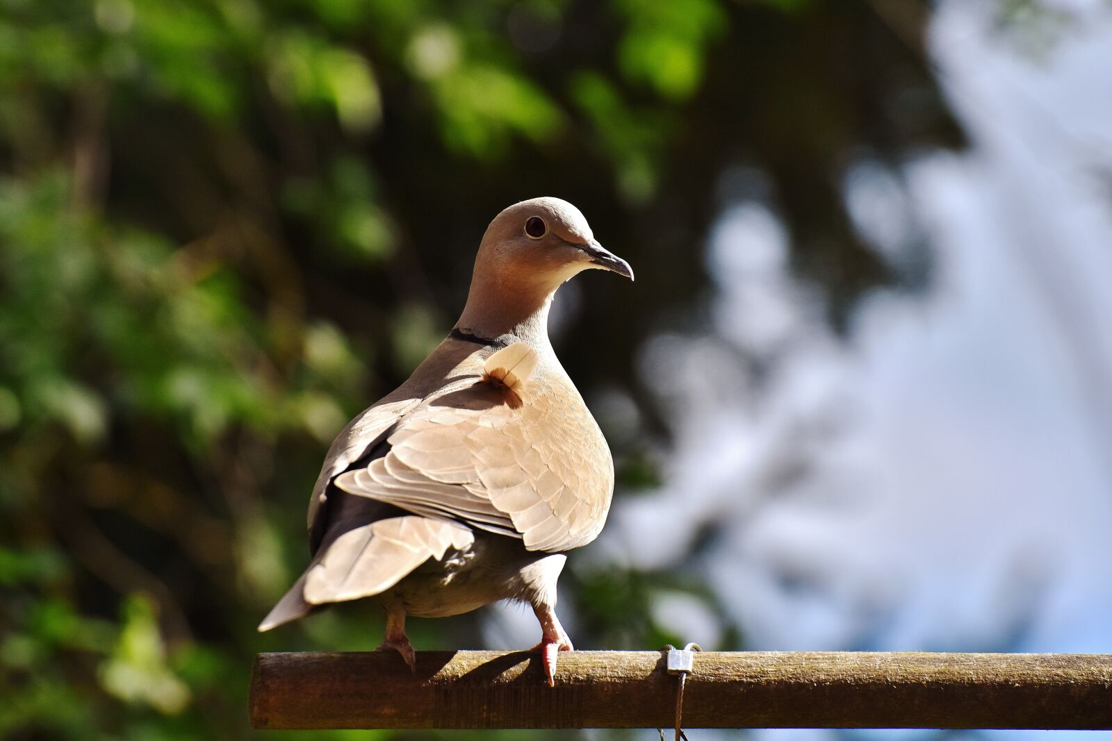 Nikon D7200 sample photo. Dove, collared, cute photography