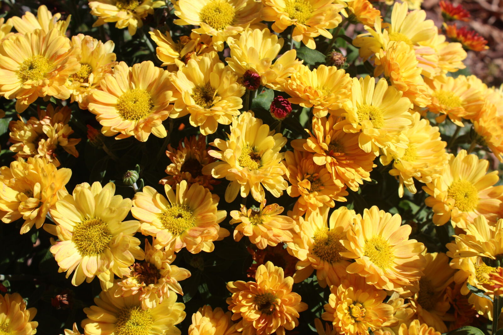 Canon EOS 1200D (EOS Rebel T5 / EOS Kiss X70 / EOS Hi) sample photo. Beautiful, flowers, mum, yellow photography