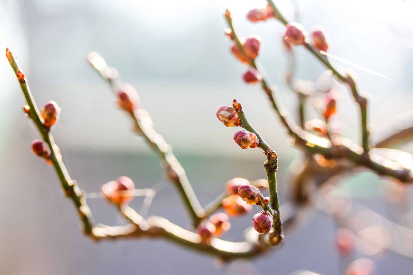Canon EOS 1100D (EOS Rebel T3 / EOS Kiss X50) sample photo. Shrub, macro, flower, winter photography