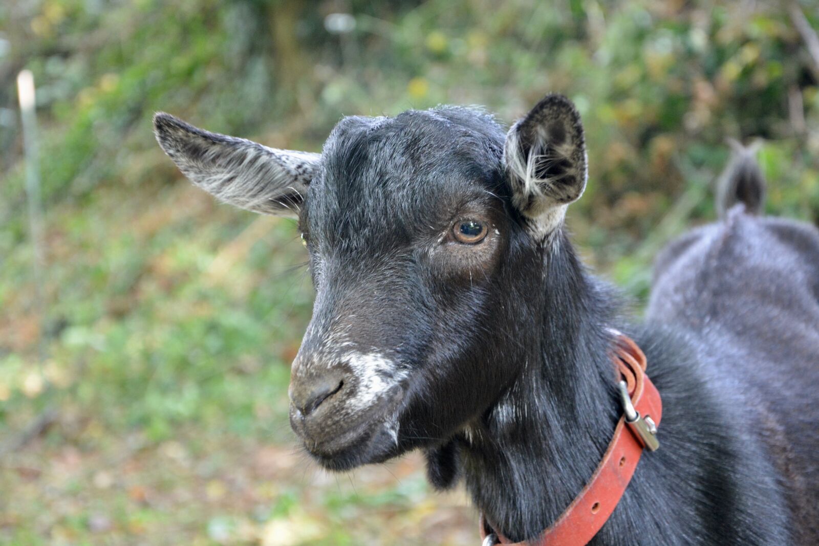 Nikon D5200 sample photo. Goat, small goat, alpine photography