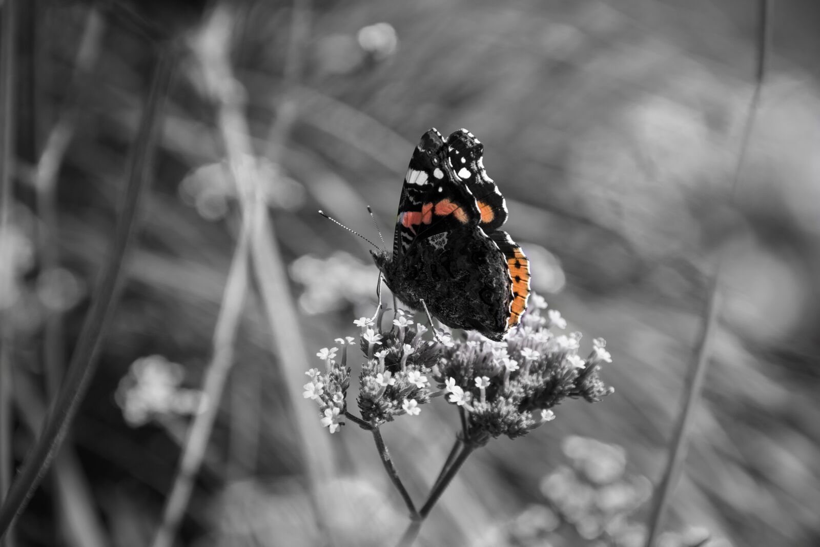 Nikon D3300 sample photo. Butterfly, flower, nature photography