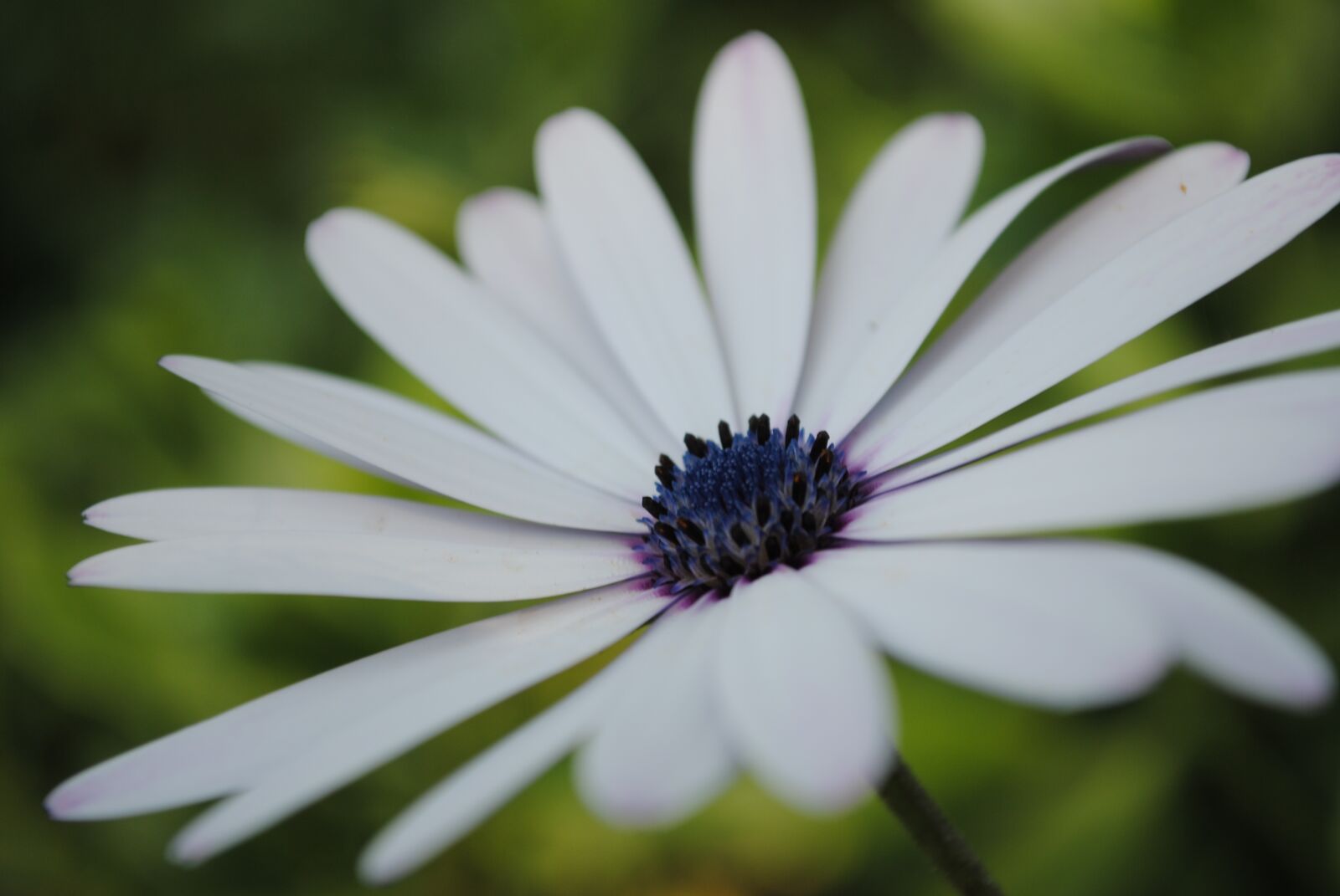 Nikon D3000 sample photo. Flower, margarita, purple photography
