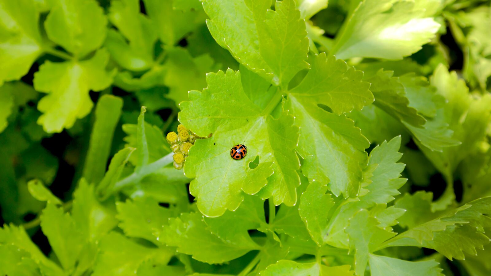 Panasonic Lumix DMC-GF6 sample photo. Nature, plant, ladybug photography