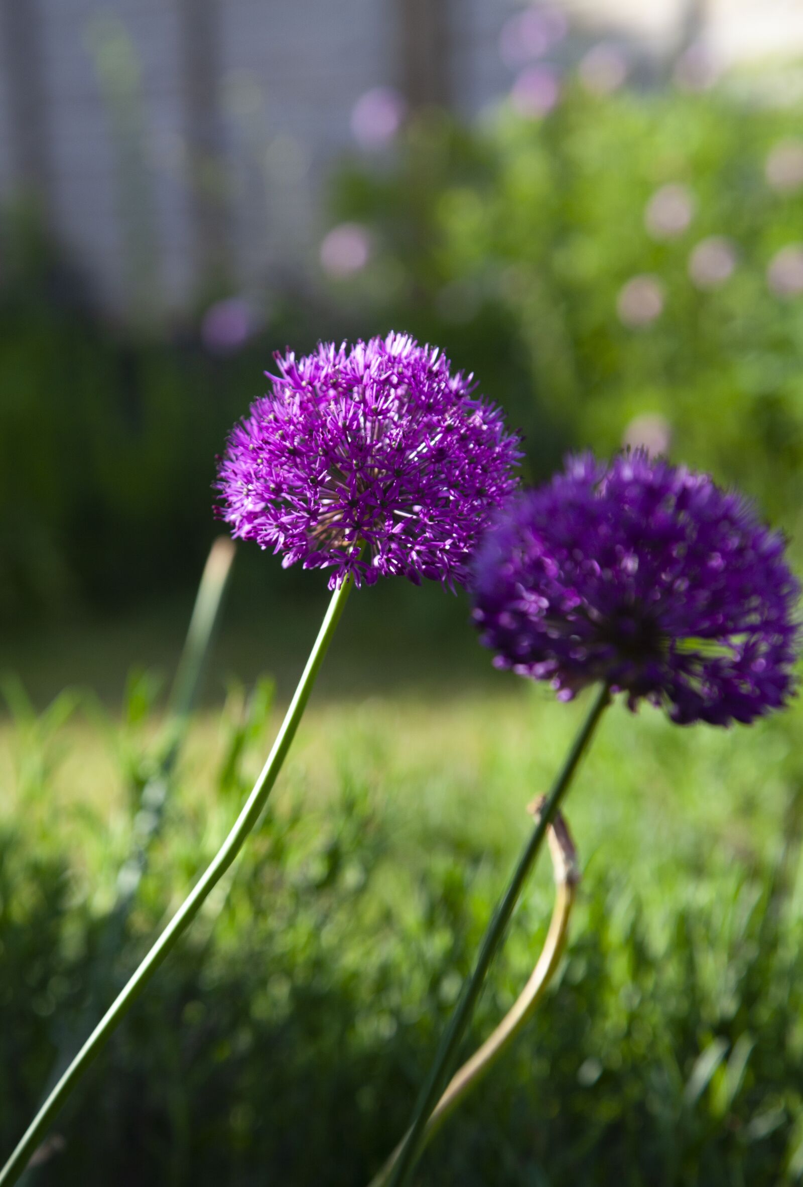 Canon EOS 5D Mark II sample photo. Purple, allium, plant photography