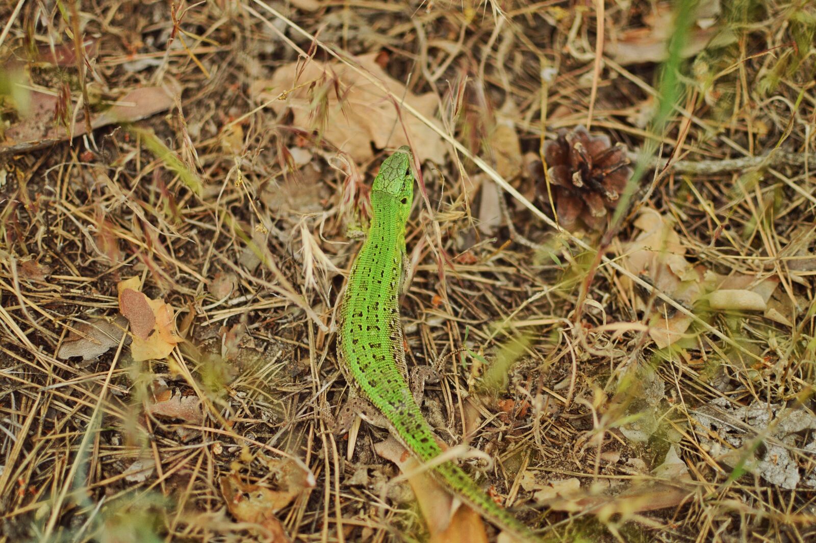 Nikon D3200 sample photo. Lizard, wildlife, wild nature photography