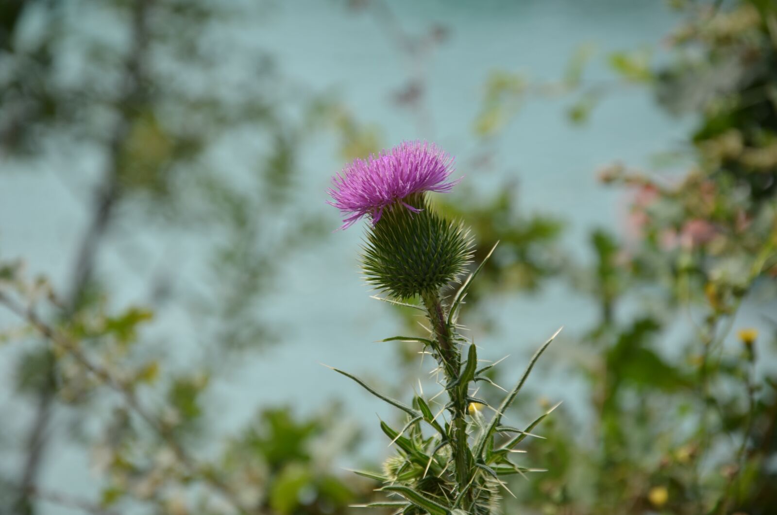 Nikon D7000 sample photo. Flower, sea, croatia photography