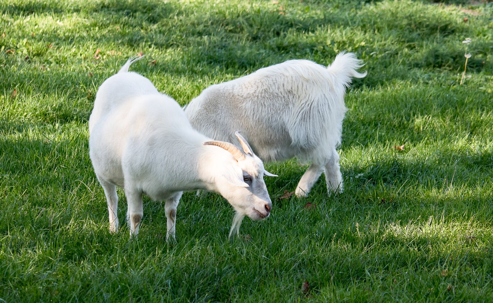 Canon EOS 80D sample photo. Goat, animal, animal world photography
