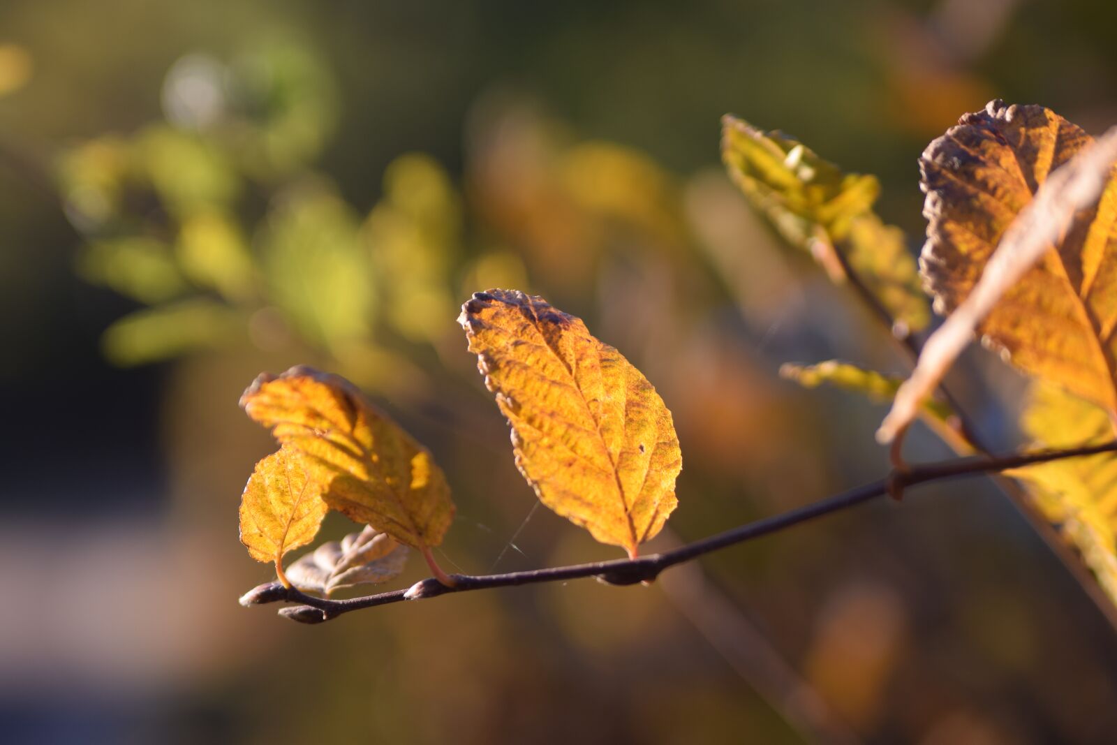 Nikon D5300 sample photo. Autumn, leaf, nature photography