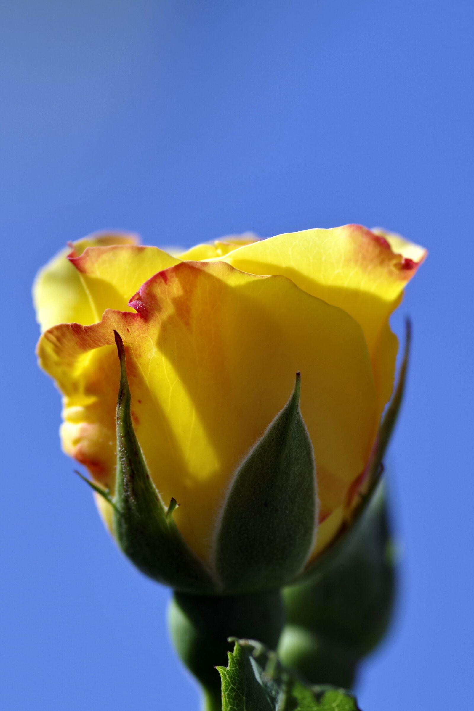 Pentax K-S2 sample photo. Rose, orange, yellow photography