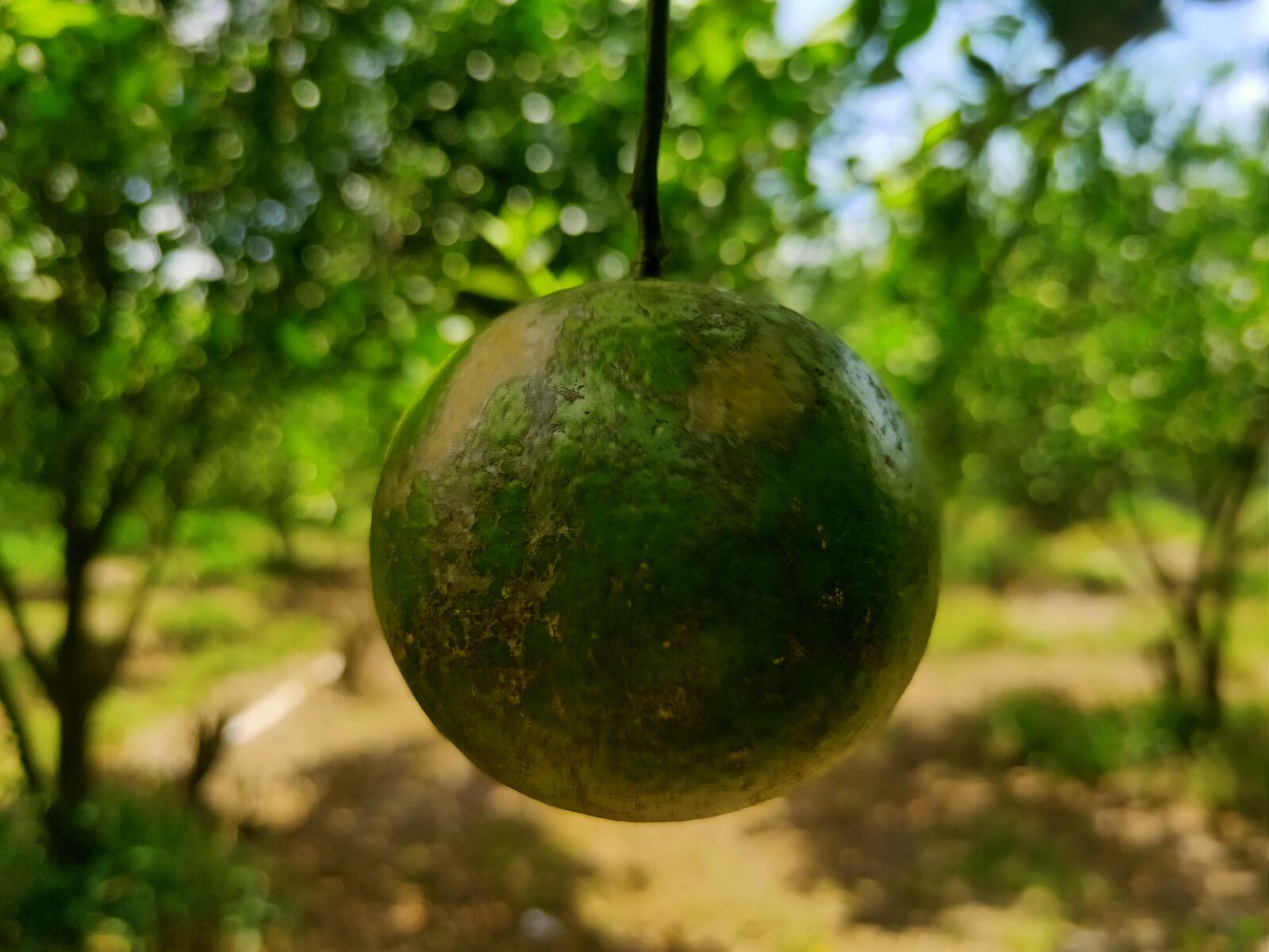 Realme 3 PRO sample photo. Bunga, tumbuhan, indah photography