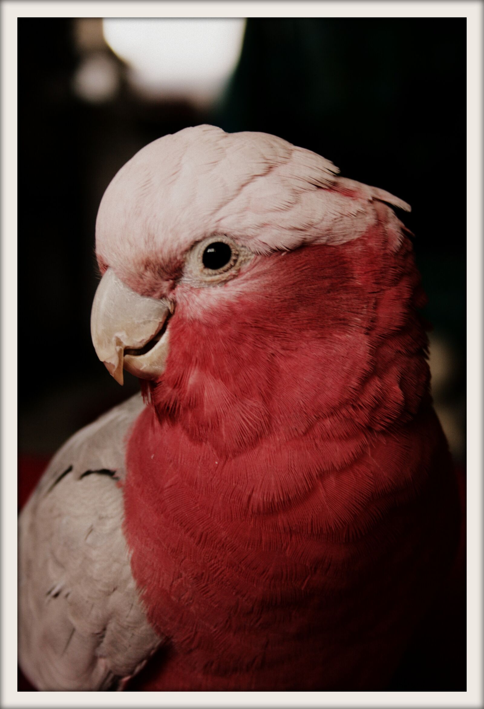 Canon EOS 400D (EOS Digital Rebel XTi / EOS Kiss Digital X) sample photo. Parrot, pink, australian photography