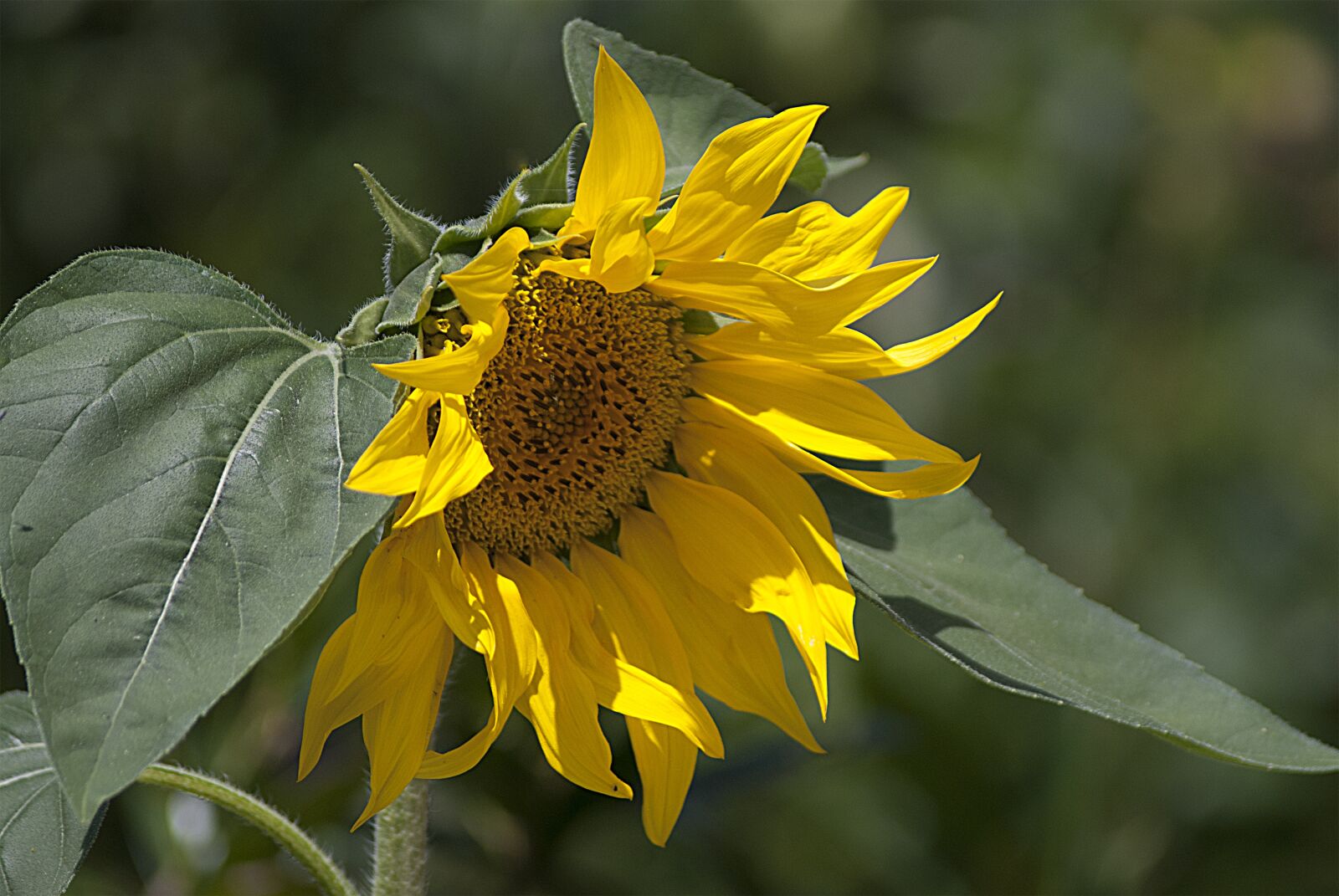 Nikon D80 sample photo. Sunflower, sun, flower photography