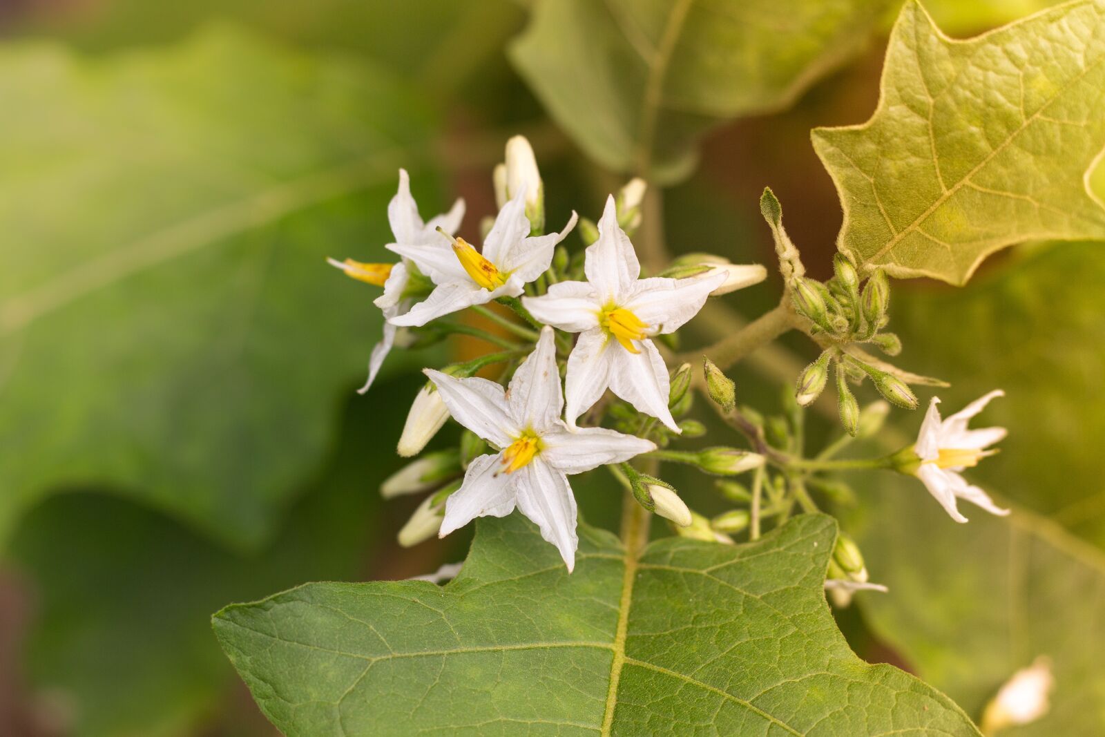Canon EOS 700D (EOS Rebel T5i / EOS Kiss X7i) + Canon EF 50mm F1.8 STM sample photo. Plant, flowers, nature photography