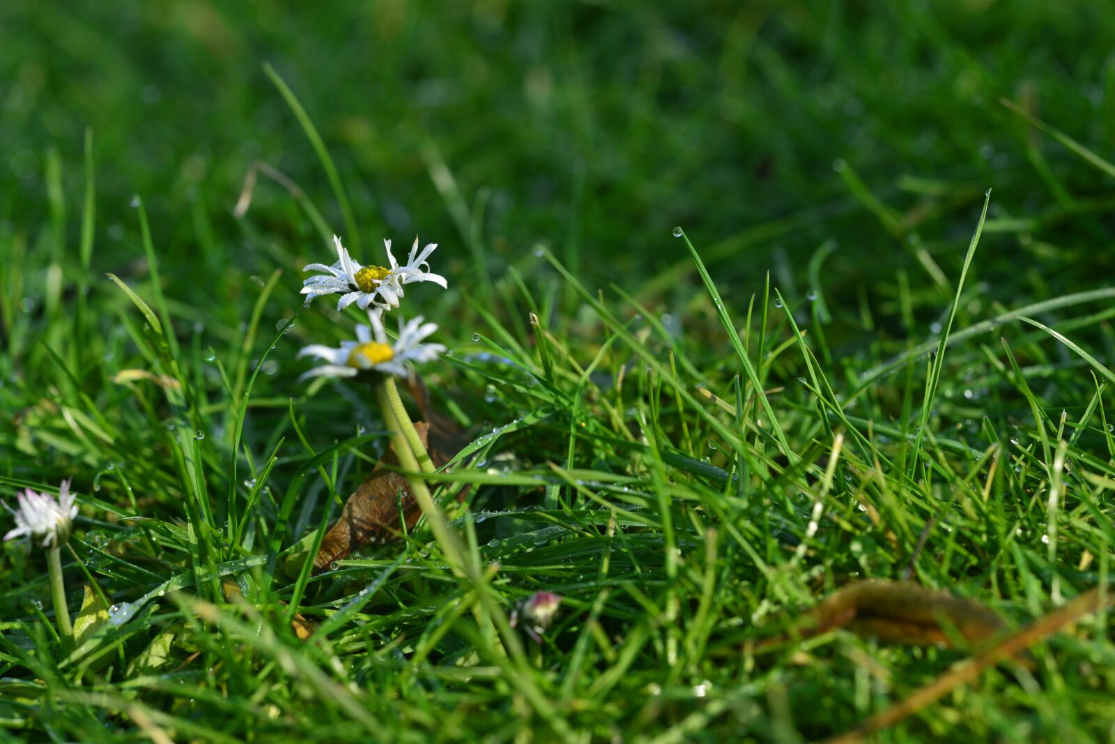 Nikon D800 sample photo. Grass, nature, meadow photography