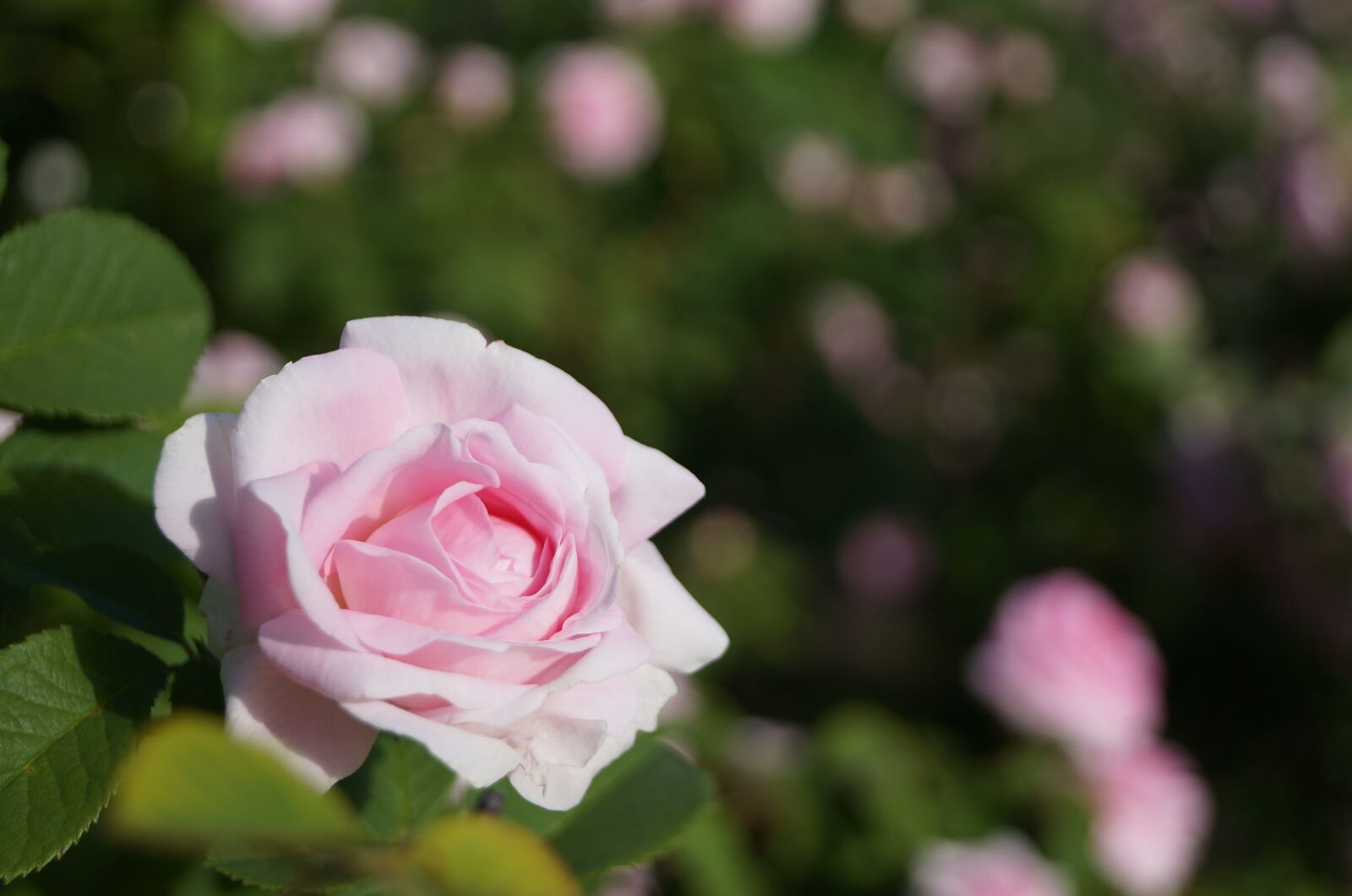 Sony SLT-A37 sample photo. Flower, beauty, plant photography
